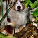 Akiba und Celine mit Welpen