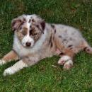 Akiba und Celine mit Welpen