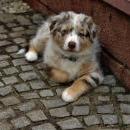 Akiba und Celine mit Welpen