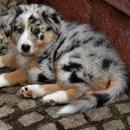 Akiba und Celine mit Welpen