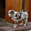 Akiba und Celine mit Welpen