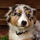 Akiba und Celine mit Welpen