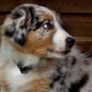 Akiba und Celine mit Welpen