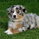 Akiba und Celine mit Welpen