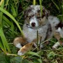 Akiba und Celine mit Welpen