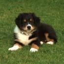 Akiba und Celine mit Welpen