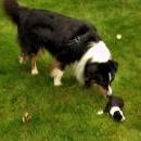 Lucy und Akibas Welpen