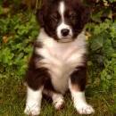 Lucy und Akibas Welpen