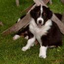 Lucy und Akibas Welpen