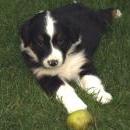 Lucy und Akibas Welpen