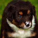 Lucy und Akibas Welpen