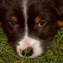 Lucy und Akibas Welpen