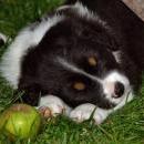 Lucy und Akibas Welpen