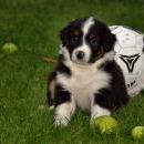 Lucy und Akibas Welpen