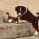 Lucy und Akibas Welpen