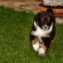 Lucy und Akibas Welpen