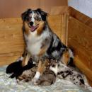 Akiba und Celine mit Welpen