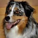 Akiba und Celine mit Welpen