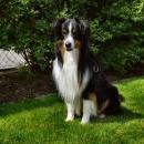 Akiba und Celine mit Welpen