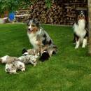 Akiba und Celine mit Welpen