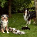 Akiba und Celine mit Welpen