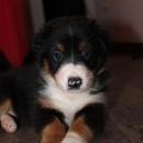 Akiba und Sunnys  Nachwuchs