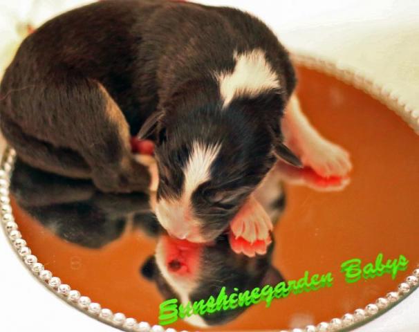 Blacktri Hündin
Sunshinegardens Bellamy (vergeben)